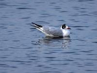 Lachmöwe im Wechsel zum Brutkleid